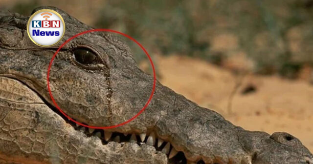 KBN Feature 11-Recovered7