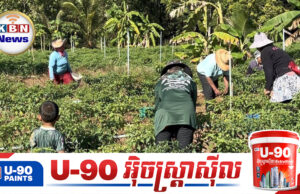 ពលរដ្ឋខេត្តស៊ីសាកេតរូតរះប្រមូលផលដំណាំព្រោះបារម្ភកើតសង្គ្រា.មជាថ្មីបន្ទាប់ពីអាជ្ញាធរប្រកាសឱ្យត្រៀមជម្លៀស