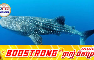 សញ្ញាណល្អ! ត្រីឆ្លាមប៉ារ៉ាមួយក្បាល ត្រូវបានប្រទះឃើញនៅប្រជុំកោះព្រីង ខេត្តព្រះសីហនុ