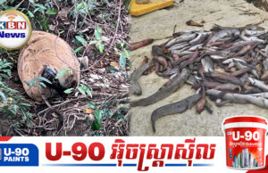 ប្រទះឃើញសត្វគោនិងត្រីងា.ប់យ៉ាងច្រើននៅក្នុងទឹកអូរមួយកន្លែង សង្ស័យថារងការបំពុលដោយក្រុមហ៊ុនចិន