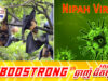 មេរោគ Nipah ដ៏គ្រោះថ្នា.ក់បំផុតមានប្រភពពីសត្វប្រជៀវកំពុងឆ្លងរាតត្បាតនៅឥណ្ឌា