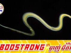 លេចវត្តមានពស់ចេះហោះនៅខេត្តបាត់ដំបង