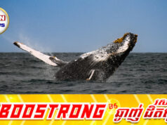ត្រីបាឡែនអាចប្រឈមនឹងការផុតពូជឆាប់ៗ បើសង្រ្គាមនៅមជ្ឈិមបូព៌ានៅតែបន្ត