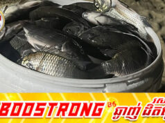 ថៃភ័យនឹងត្រីទីឡាបយ៉ាខ្មៅកើនឡើងខ្លាំងនៅសមុទ្រប៉ាតាយ៉ា បង្កការប៉ះពាល់ប្រព័ន្ធអេកូឡូស៊ីធ្ងន់ធ្ងរ