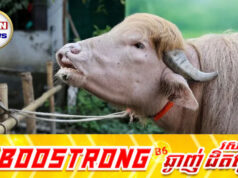 ក្របីឈ្មោះ “ដូណាល់ ត្រាំ” កំពុងល្បីកក្រើក តាមបណ្តាញសង្គម មុនពេលឈានដល់ថ្ងៃពិធីបុណ្យបូជា
