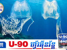 ថ្លាស្ទើរតែមើលមិនឃើញ តែពិសសាហា.វដល់ជីវិត! ចាហួយសមុទ្រប្រភេទថ្មីនៅឆ្នេរសិង្ហបុរី
