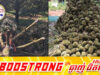 ខ្យល់ព្យុះសង្ឃរាវាយប្រ.ហារចម្ការទុរេននៅប្រទេសថៃផ្ទួនៗគ្នាបំផ្លា.ញផ្លែទុរេនជាច្រើនតោន
