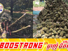 ខ្យល់ព្យុះសង្ឃរាវាយប្រ.ហារចម្ការទុរេននៅប្រទេសថៃផ្ទួនៗគ្នាបំផ្លា.ញផ្លែទុរេនជាច្រើនតោន