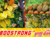 ដាំដើមឈើហូបផ្លែទាំងនេះនៅក្បែរផ្ទះនាំមកតែបញ្ហា និងខុសហុងស៊ុយ