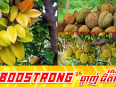 ដាំដើមឈើហូបផ្លែទាំងនេះនៅក្បែរផ្ទះនាំមកតែបញ្ហា និងខុសហុងស៊ុយ