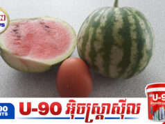 ផ្លែឪឡឹកមានទំហំតូចបំផុត តូចប៉ុនស៊ុតមាន់ តែវាមិនប្តូររសជាតិឡើយ កំពុងផ្ទុះការចាប់អារម្មណ៍ខ្លាំងបំផុត!