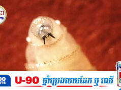 អាមេរិកប្រកាសអាសន្ន! ផ្អើលរកឃើញដង្កូវប៉ារ៉ាសិត «ស៊ីសាច់ស្រស់» ឡើងវិញ ក្រោយបាត់ខ្លួនអស់៦០ឆ្នាំ