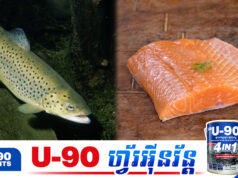 មកដឹងពីតម្លៃពិតរបស់ត្រីត្រោតនៅវៀតណាម ខណៈទីផ្សារកម្ពុជាលក់តម្លៃស្មើត្រីសាលម៉ុន