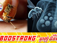 របកគំហើញថ្មី! ពិសរបស់សត្វឃ្មុំ អាចដុតបំផ្លា.ញកោសិកា «មហារីកសុដន់» បានក្នុងពេលដ៏ខ្លី