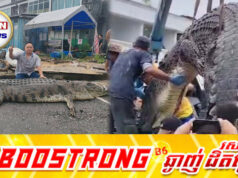 ព្រានព្រៃម៉ាឡេស៊ីចាប់បានក្រពើយក្ស ២ក្បាល ប្រវែងជាង៥ម៉ែត្រពីទន្លេ Kemena