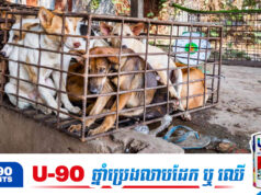 មកស្គាល់ខេត្តតែមួយគត់នៅកម្ពុជា ដែលហាមការធ្វើអាជីវកម្មសាច់សុនខ