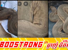ជួយប្រាប់ផង! ពស់ចម្លែកមួយប្រភេទបង្ហាញខ្លួននៅកម្ពុជា បង្កការងឿងឆ្ងល់ដល់មហាជនមិនដឹងជាពស់អ្វីឱ្យប្រាកដ?