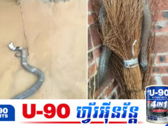 អាសន្នលើអាសន្ន! ទឹកជំនន់វាយប្រ.ហារចិន ធ្វើឱ្យពស់មានពិសជាង ៩០០ក្បាល រួចពីកសិដ្ឋាន