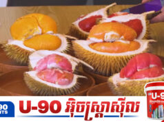 ទុរេនសាច់ក្រហម កំពុងក្លាយជាកសិទេសចរណ៍ថ្មីដ៏សំខាន់របស់អាស៊ាន