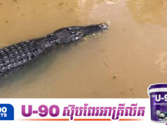 ក្រពើយក្ស ៤ក្បាលប្រវែង ២ម៉ែត្រ រួចចេញពីទ្រុងក្នុងអំឡុងទឹកជំនន់នៅខេត្តស្រះកែវ